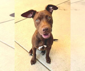Mutt Dogs for adoption in Sacramento, CA, USA