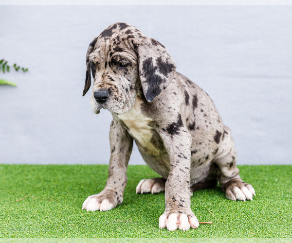 Medium Photo #7 Great Dane Puppy For Sale in WAKARUSA, IN, USA
