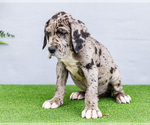 Small Photo #62 Great Dane Puppy For Sale in WAKARUSA, IN, USA