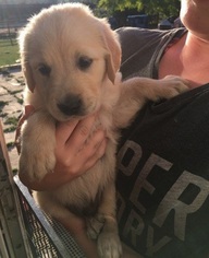 Golden Retriever Puppy for sale in CLOVER, SC, USA