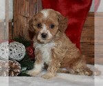 Small Photo #4 Cavapoo-Poodle (Miniature) Mix Puppy For Sale in NEWPORT, PA, USA