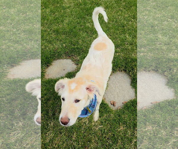 Medium Photo #6 Huskies -Unknown Mix Puppy For Sale in Sandy, UT, USA
