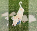 Small #5 Huskies  Mix