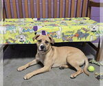 Small Photo #3 Labrador Retriever-Unknown Mix Puppy For Sale in Genesee, WI, USA
