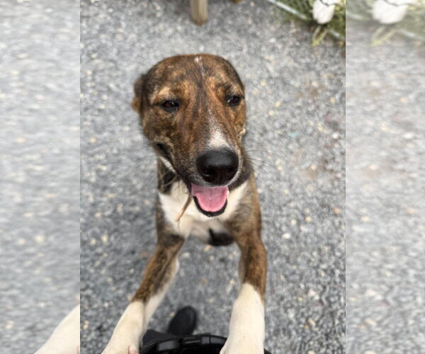 Medium Photo #2 Mutt Puppy For Sale in Hinton, WV, USA