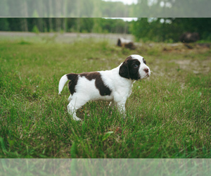 English Springer Spaniel Puppy for sale in AMERY, WI, USA