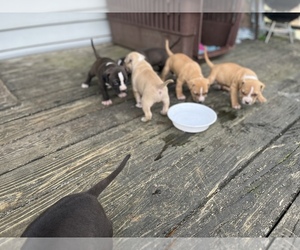 American Pit Bull Terrier Puppy for sale in ABERDEEN, NC, USA