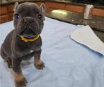 Puppy Yellow Boy French Bulldog