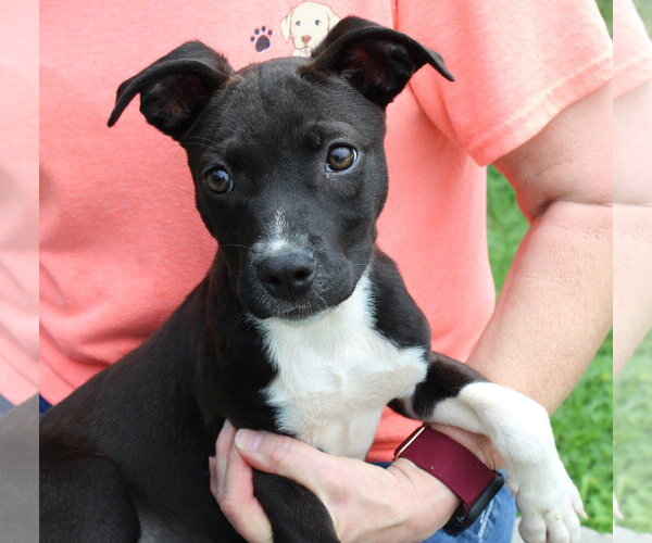 Medium Photo #2 Mutt Puppy For Sale in Prattville, AL, USA