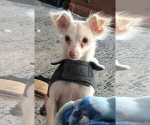 Chihuahua-Unknown Mix Dogs for adoption in Westmont, IL, USA