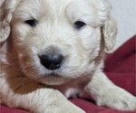Small #6 Golden Retriever