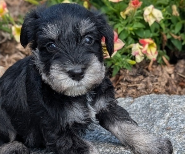 Medium Photo #32 Schnauzer (Miniature) Puppy For Sale in GOSHEN, IN, USA