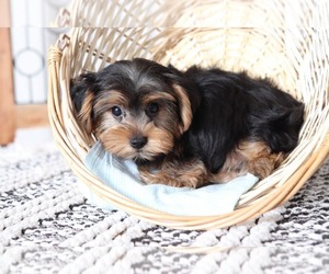 Yorkshire Terrier Puppy for sale in NAPLES, FL, USA