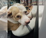 Small #3 American Pit Bull Terrier-Staffordshire Bull Terrier Mix