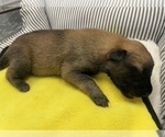 Small Photo #268 Belgian Malinois Puppy For Sale in REESEVILLE, WI, USA