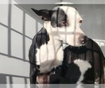 Small Staffordshire Bull Terrier Mix