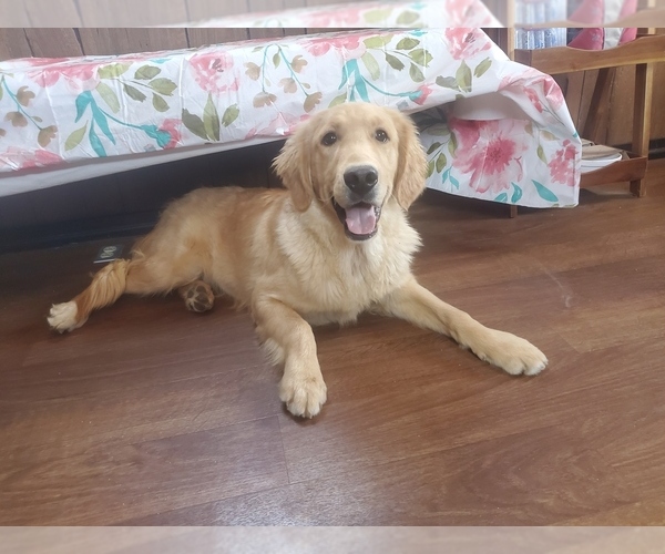 Medium Photo #1 Golden Retriever Puppy For Sale in FALCON, CO, USA