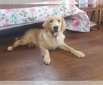 Small Golden Retriever