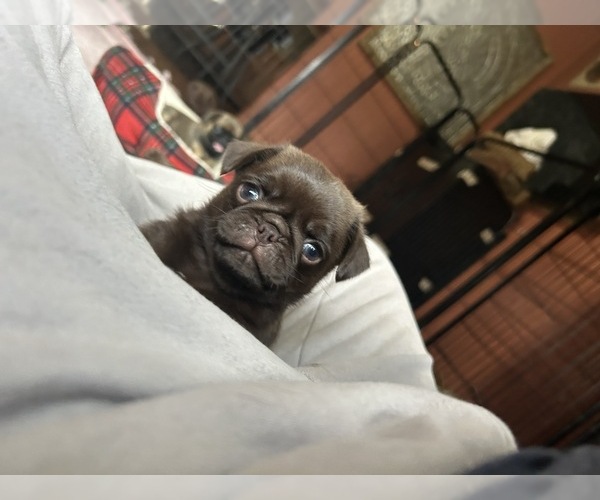 Medium Photo #6 Pug Puppy For Sale in BLOOMINGTON, IL, USA