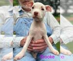 Small #3 American Pit Bull Terrier Mix