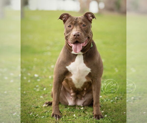 Medium Photo #3 Mutt Puppy For Sale in Marina Del Rey, CA, USA