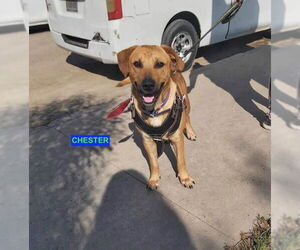 CHESTER - Male Labrador Retriever-Unknown Mix Dog for Adoption - Photo #4