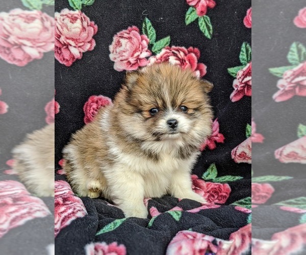 Medium Photo #1 Pomeranian Puppy For Sale in PEACH BOTTOM, PA, USA