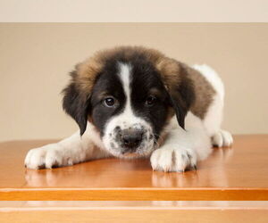 Labrador Retriever-Unknown Mix Dogs for adoption in Garner, NC, USA