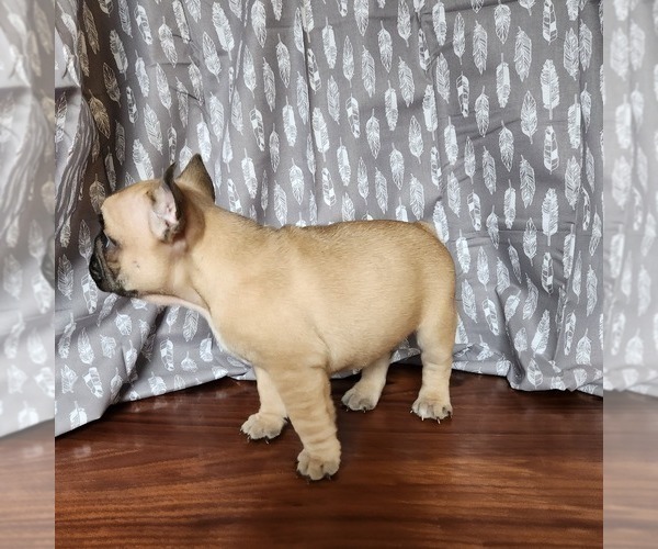 Full screen Photo #3 French Bulldog Puppy For Sale in MORGANTOWN, PA, USA
