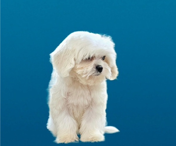 Medium Photo #10 Maltese-Zuchon Mix Puppy For Sale in SAN DIEGO, CA, USA
