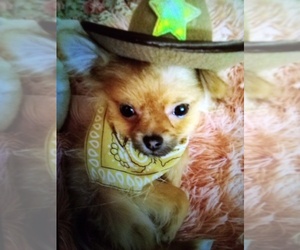 Pomeranian Puppy for sale in ATL, GA, USA