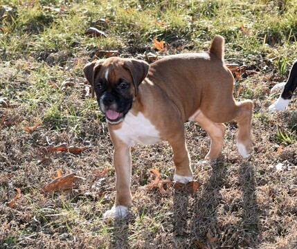 Medium Photo #26 Boxer Puppy For Sale in CHILHOWEE, MO, USA