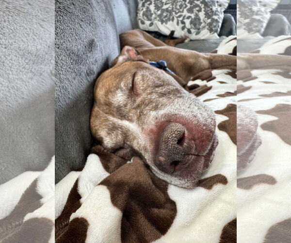 Medium Photo #6 American Pit Bull Terrier-Unknown Mix Puppy For Sale in Germantown, OH, USA