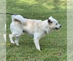 Small #3 Shiba Inu Mix