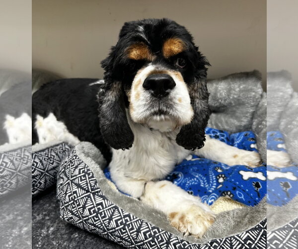 Medium Photo #8 Cocker Spaniel Puppy For Sale in Pacolet, SC, USA