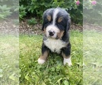 Puppy Spruce Bernese Mountain Dog