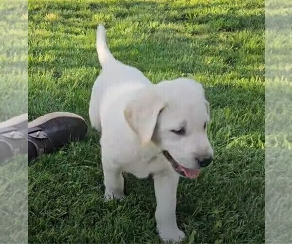 Medium Photo #21 Labrador Retriever Puppy For Sale in CEDAREDGE, CO, USA