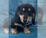Small #3 Dachshund