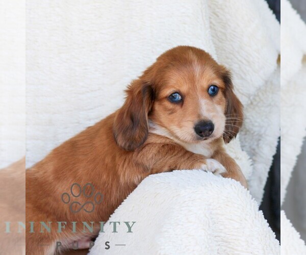 Medium Photo #5 Dachshund Puppy For Sale in EPHRATA, PA, USA