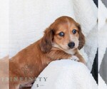 Small #4 Dachshund