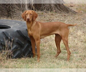 Mother of the Vizsla puppies born on 03/07/2024