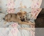 Small Photo #54 German Shepherd Dog Puppy For Sale in ANKENY, IA, USA