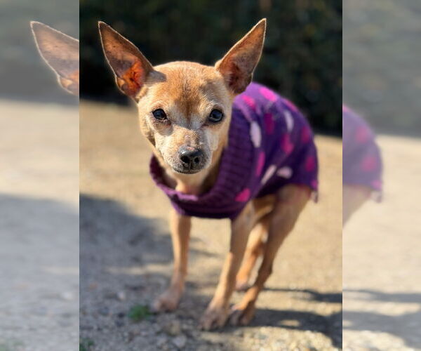 Medium Photo #1 Chihuahua-Unknown Mix Puppy For Sale in Newport Beach, CA, USA