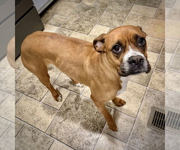 Medium Photo #2 Boxer Puppy For Sale in Dumont, NJ, USA