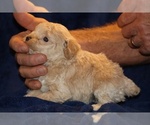 Small #2 Poodle (Toy)