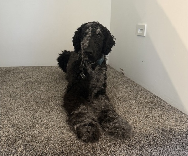 Medium Photo #1 English Cream Golden Retriever-Poodle (Standard) Mix Puppy For Sale in KALISPELL, MT, USA