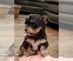 Small Photo #15 Yorkshire Terrier Puppy For Sale in NEWCASTLE, CA, USA