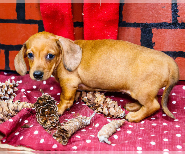 Medium Photo #23 Dachshund Puppy For Sale in WAKARUSA, IN, USA