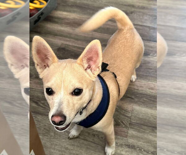 Medium Photo #3 Chihuahua-Unknown Mix Puppy For Sale in Lebanon, PA, USA