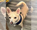 Small #2 Chihuahua Mix